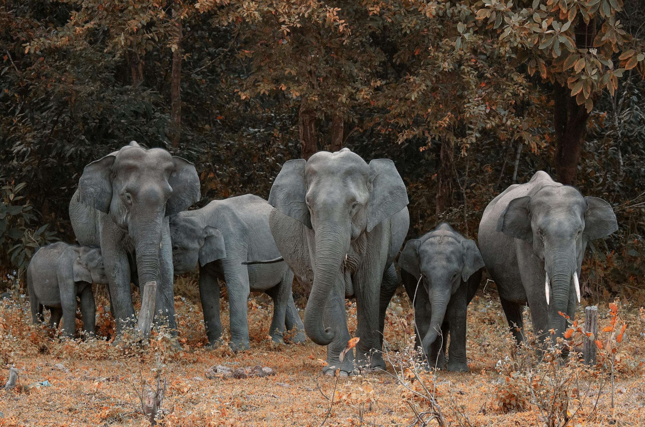 A herd of African elephants walking through a forest, showcasing their majestic presence in nature.